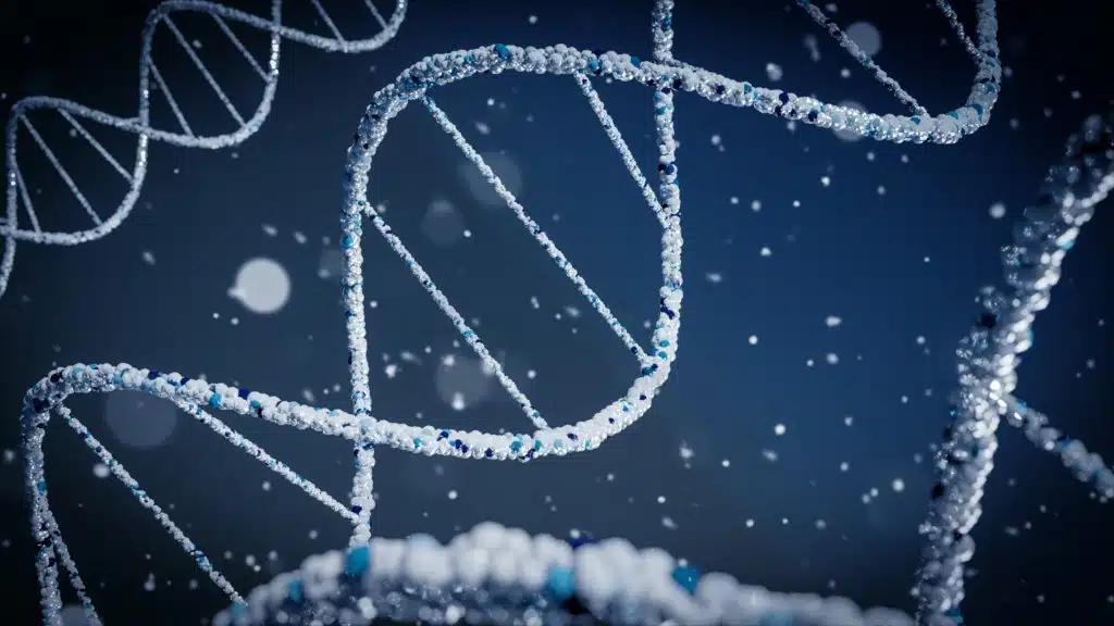 The DNA double helix
